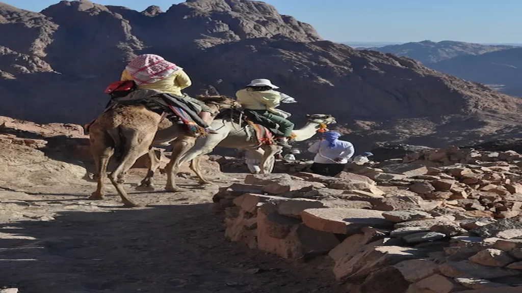 Mount Sinai camel